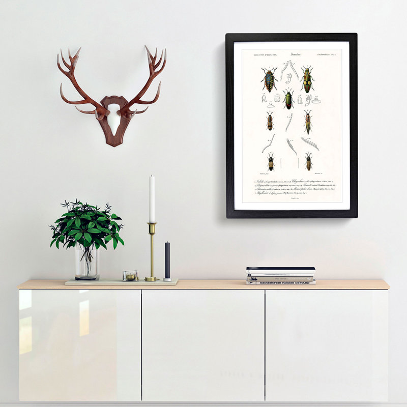 Beetle Illustration PL.4 by Charles D'Orbigny - Single Picture Frame Print, Black Framed, 63cm H x 45cm W x 2cm D