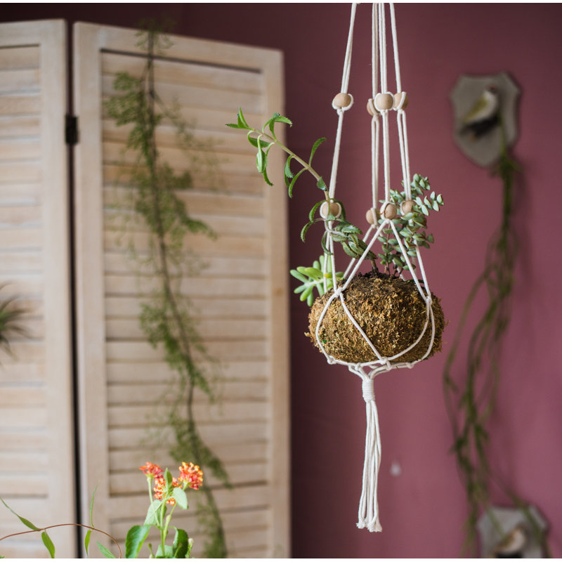 Plant Hanger