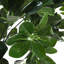 Burkitt 122cm Plant: Lifelike & Zero Maintenance