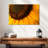 Harnek Magnified Sunflower-107688106
