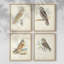 Barn Owl Framed Print - Set of 4-311021007-311021006