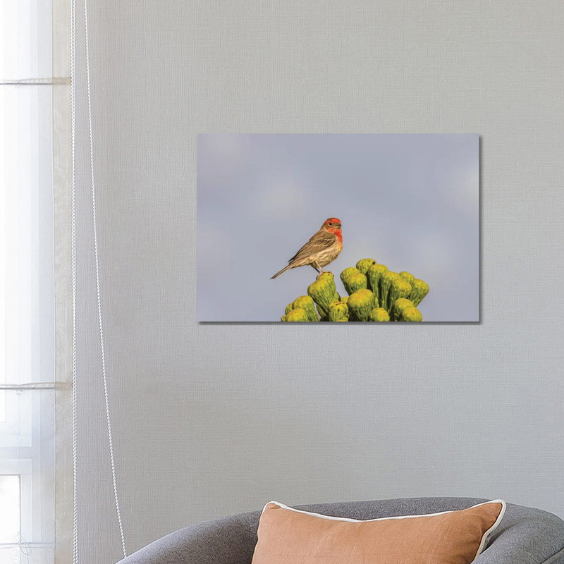 USA, Arizona, Sonoran Desert. Male house finch on saguaro cactus buds. 1 Piece Wrapped Canvas Wall Art