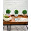 Buis de plantes en faux conserve