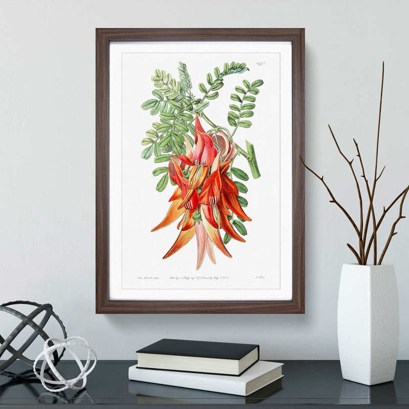 Orange Clianthus Flowers - Picture Frame Painting Print, 36cm H x 27cm W x 2cm D, Walnut Framed