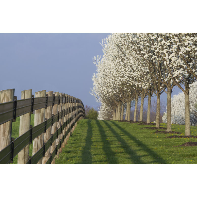 Blooming Dogwood Trees And Fence - Wrapped Canvas Print, 30cm H x 46cm W x 3.8cm D