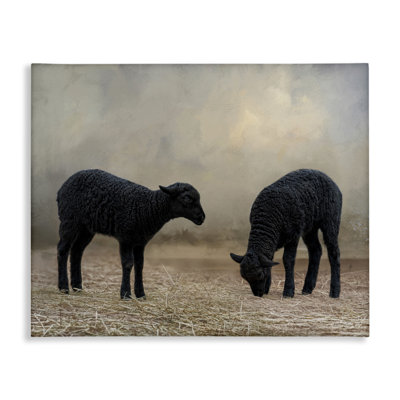 Black Sheep Grazing Canvas Wall Art by Kelley Parker