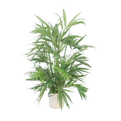 Parlor en pot de fleurs gris