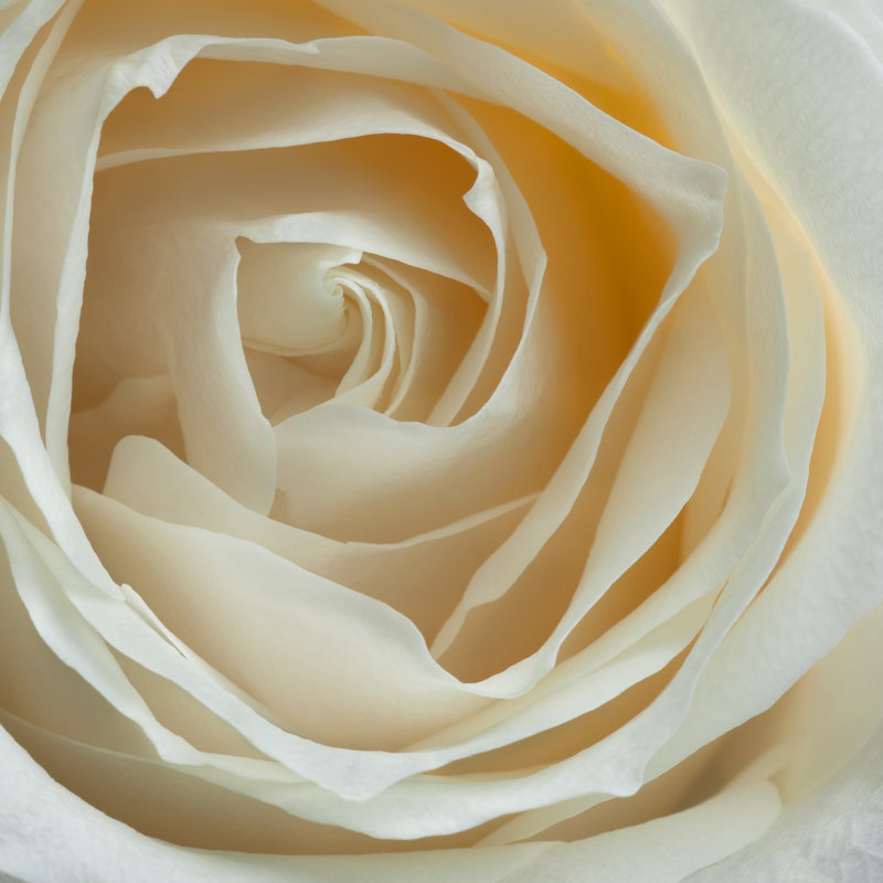 Antheia White Rose In Bloom - Wrapped Canvas Print, 122cm H x 122cm W x 3.8cm D