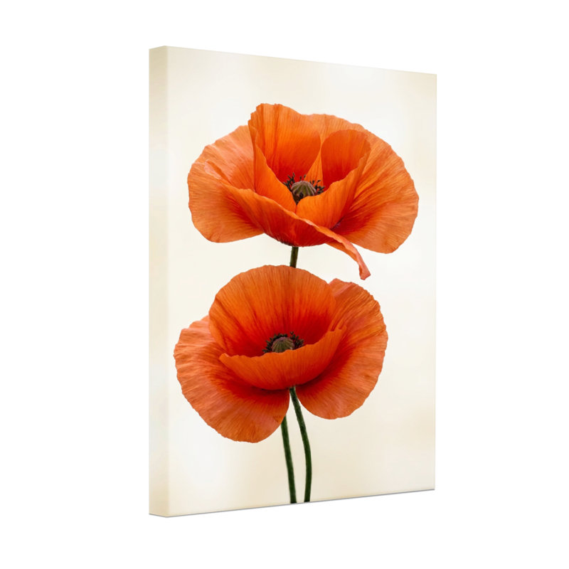 Plantes et fleurs coquelicots orange sur fond crème, H 18 po x l 12 po