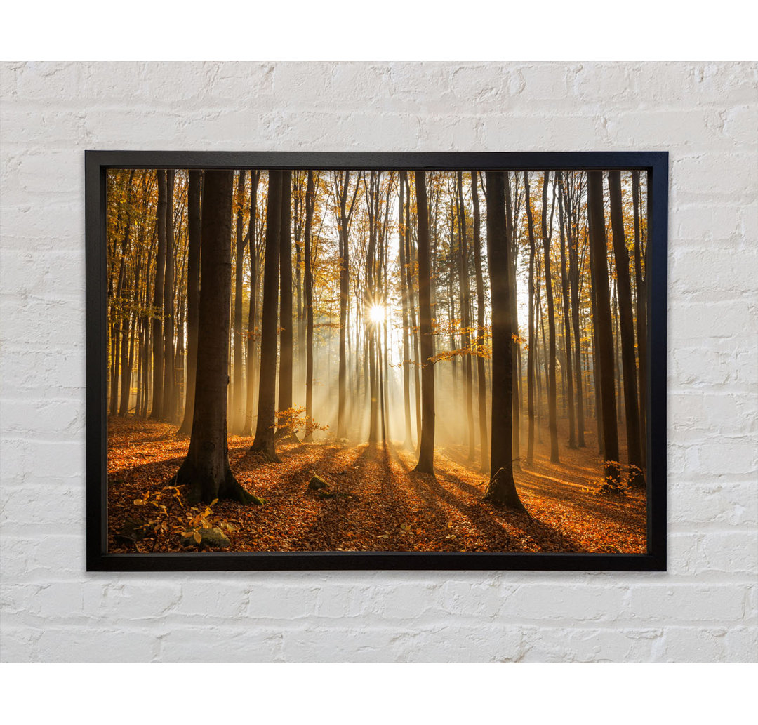 Sunbeam Forest In The Misty Hues - Single Picture Frame Kunstdrucke auf Leinwand