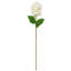 Lavender Stem-25636912