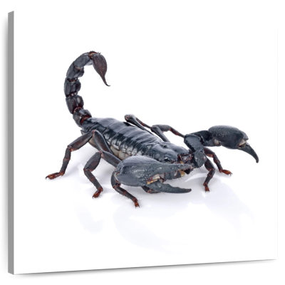 Crowle Emperor Scorpion