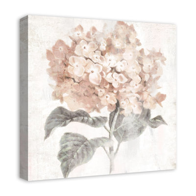 " Blush Hydrangea "