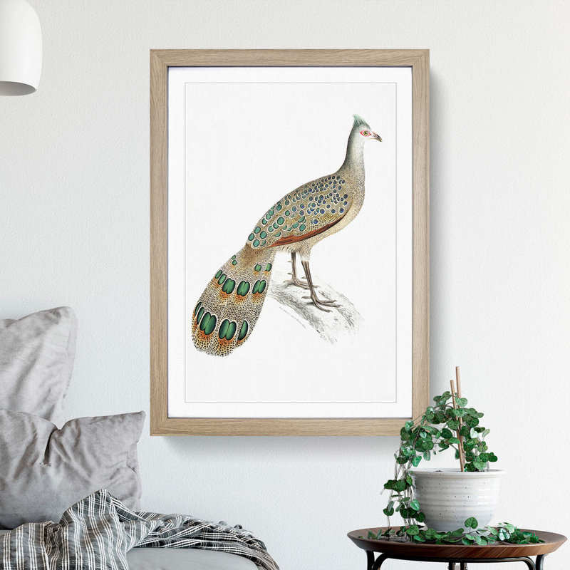 Peacock-Pheasant by John Edward Gray - Picture Frame Painting Print, 36cm H x 27cm W x 2cm D, Oak Framed