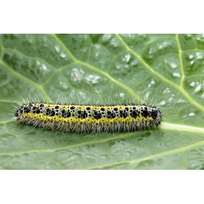 Cianha " Caterpillar " by Mattiaath