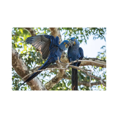 Pantanal, Mato Grosso, Brazil. Mated Pair of Hyacinth Macaws Showing Affection 1 Piece Wrapped Canvas Wall Art