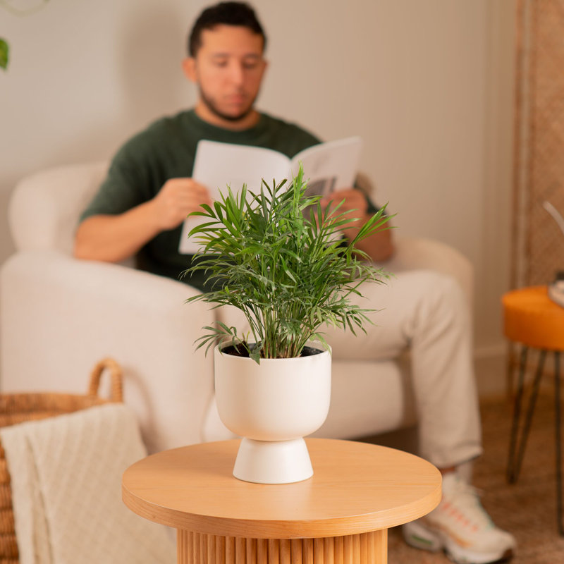 Parlor Palm Tree in Ceramic Planter