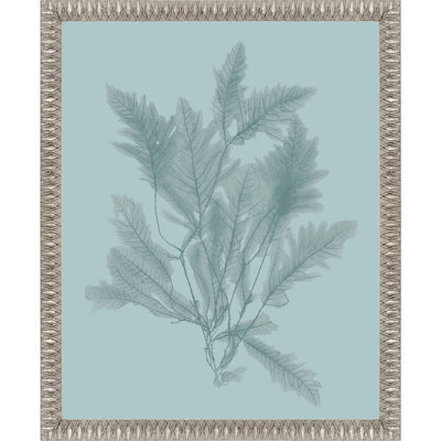 Martha Stewart Lily Pond, art mural, verre de mer botanique côtier I, 18 po x 22 po, décor de salon et de chambre à coucher, encadré