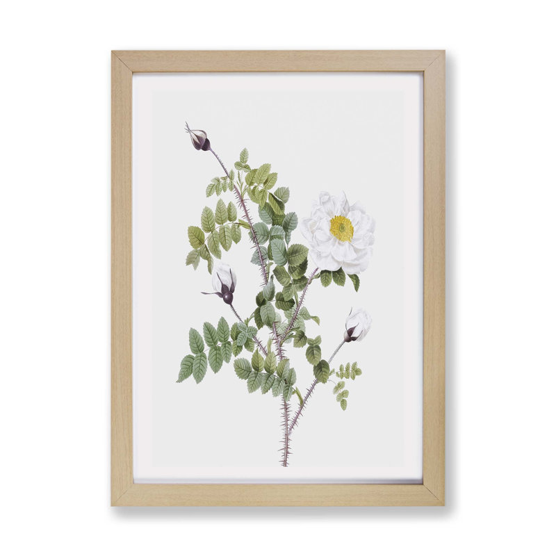 White Burnet Roses by Pierre-Joseph Redoute - Single Picture Frame Print, Oak, 33cm H x 45cm W x 2cm D