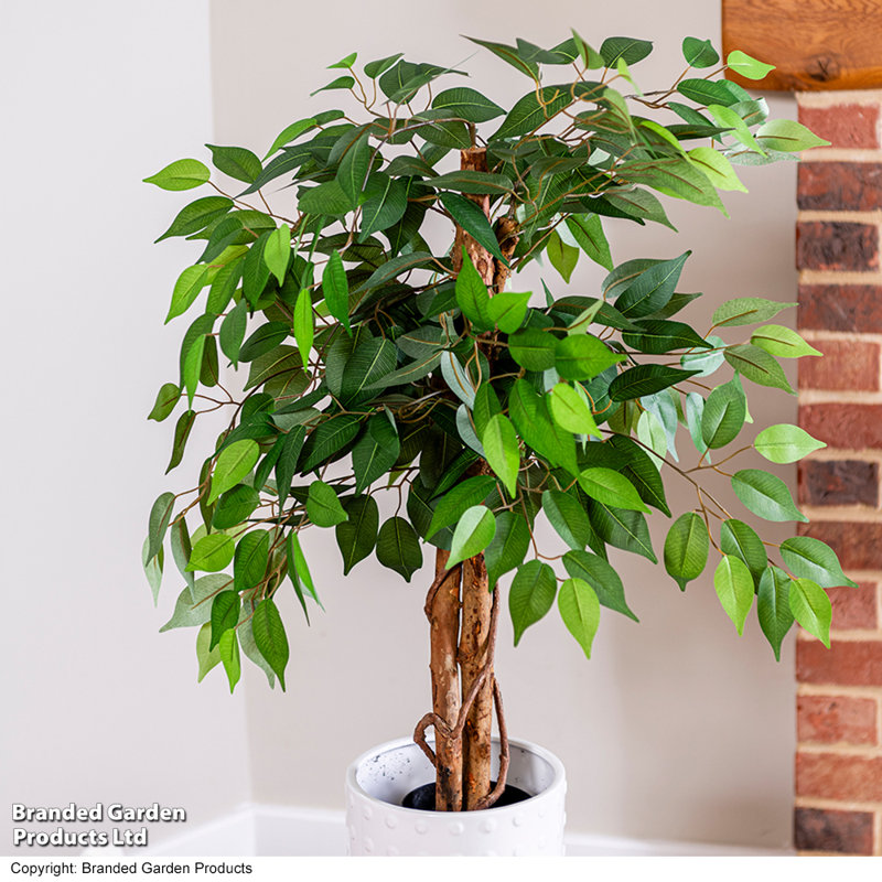 90cm Ficus Tree in Pot
