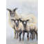 Sheep Family - Hygge Living