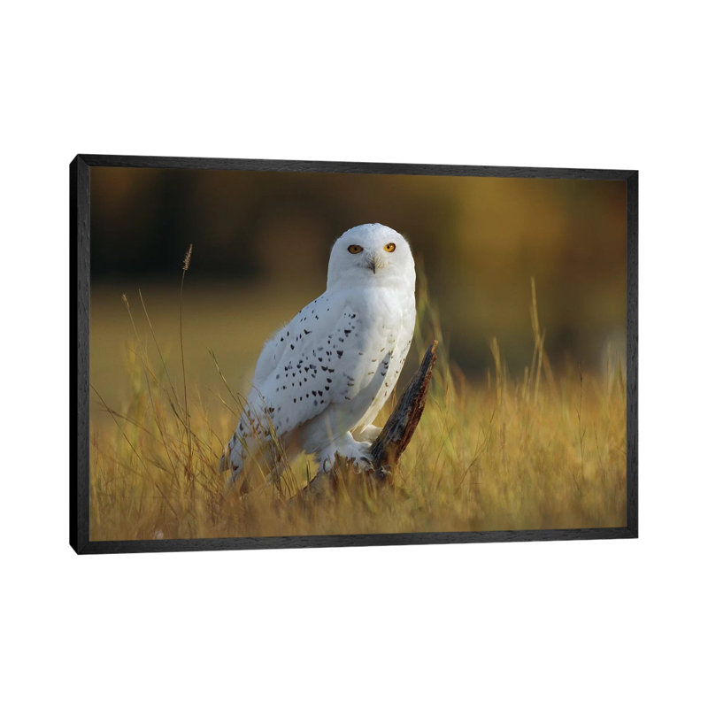 Snowy Owl Amid Dry Grass, British Columbia, Canada by Tim Fitzharris - Floater Frame Gallery-Wrapped Canvas Giclée on Canvas