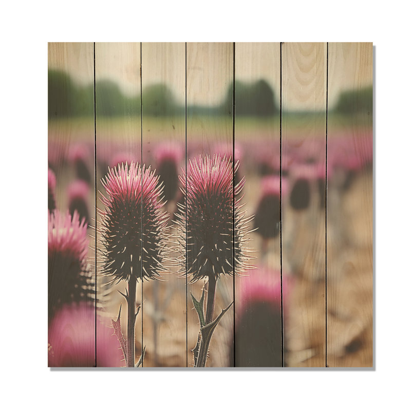 Champ de fleurs de chardon rose - chardon sur bois, H 15 po x l 15 po