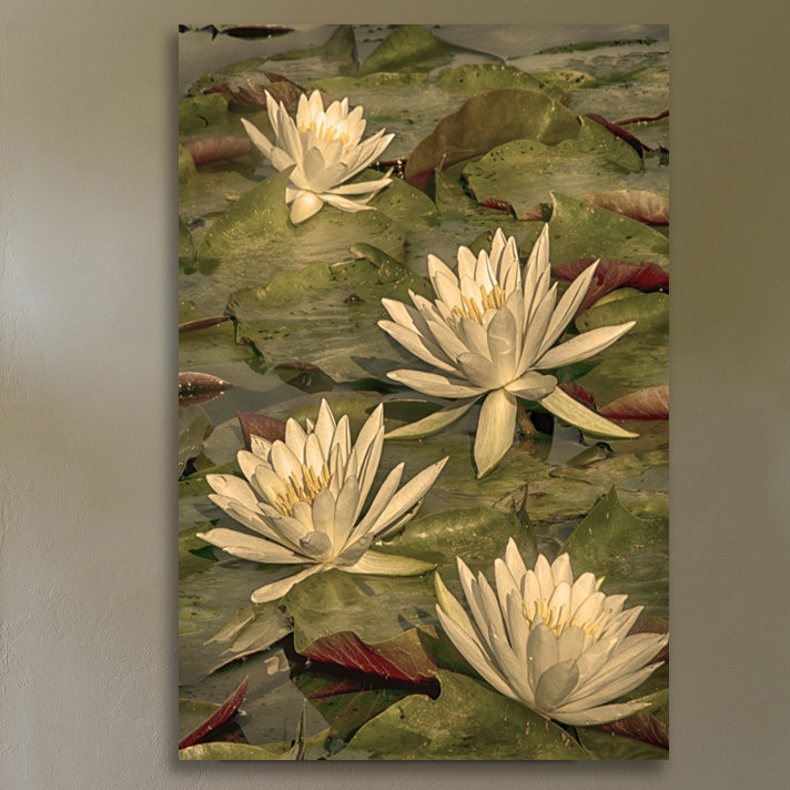 Dano - Wrapped Canvas Print, 46cm H x 30cm W x 4cm D