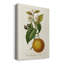 Agrume antique II - impression-1916319552