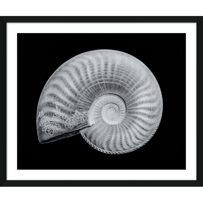 Shells Giclee Print by Soicher Marin Archives