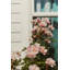 Plants & Flowers Print by Bock, Alicia-79111718-97705554