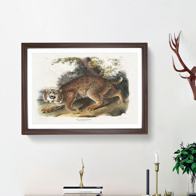 American Wildcat by J.W. Audubon - Single Picture Frame Painting, 45cm H x 63cm W x 2cm D, Walnut Framed