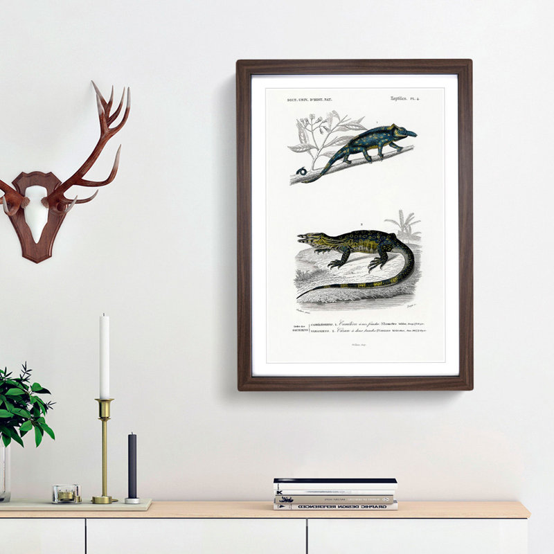 Chameleon Illustrations PL. 4 by Charles D' Orbigny - Picture Frame Painting Print, 36cm H x 27cm W x 2cm D, Walnut Framed