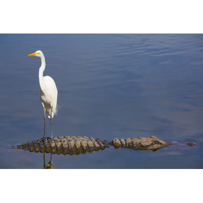 Unseen Danger; Bird Stands On Alligator's Back by JamesBrey - No Frame Print on Canvas