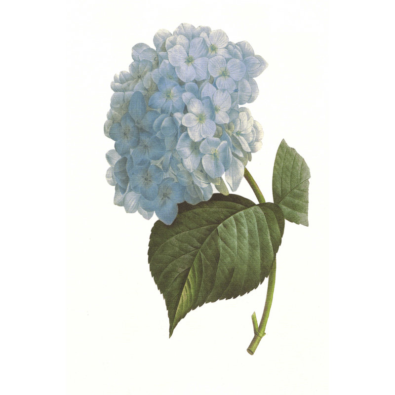 " Blue Hydrangea (P) " by Pierre Redoute, 12" H x 8" W x 1.25" D