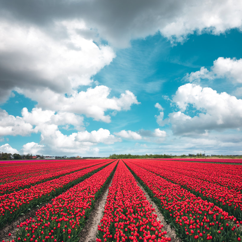 Red Tulip Field - Wrapped Canvas Print, 30cm H x 30cm W x 3.8cm D