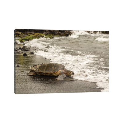 USA, Hawaii, Punalu'u Black Sand Beach. Green Sea Turtle Entering Surf. by Jaynes Gallery - Wrapped Canvas Gallery-Wrapped Canvas Giclée