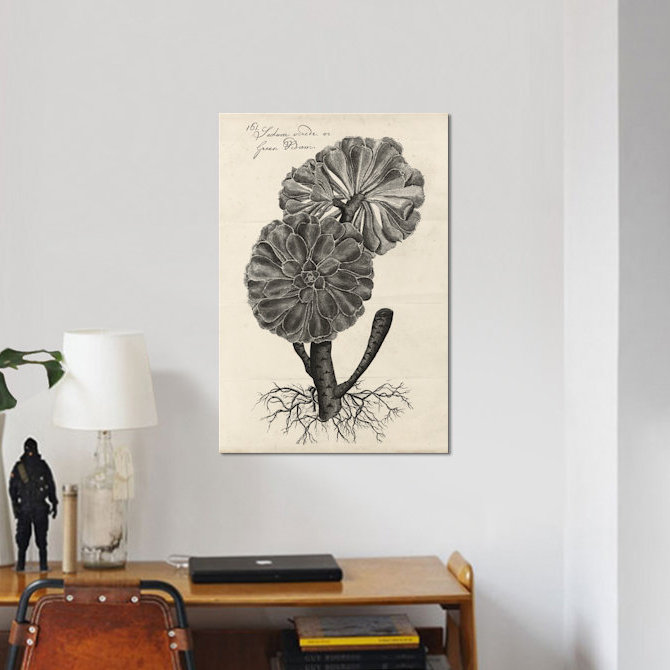 " Thornton Succulents II " by Robert Thornton, 26" H x 18" W x 1.5" D, Black Framed Canvas, No Mat