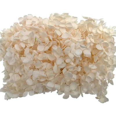 Dried Anna Hydrangea