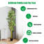 Faux bambou en pot