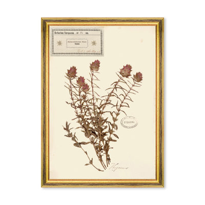HERBARIUM ALPINIUM IX
