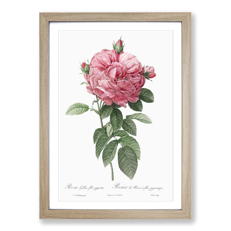 Giant French Rose in Pink by Pierre-Joseph Redoute - Picture Frame Painting Print on MDF, 36cm H x 27cm W x 2cm D, Oak Framed
