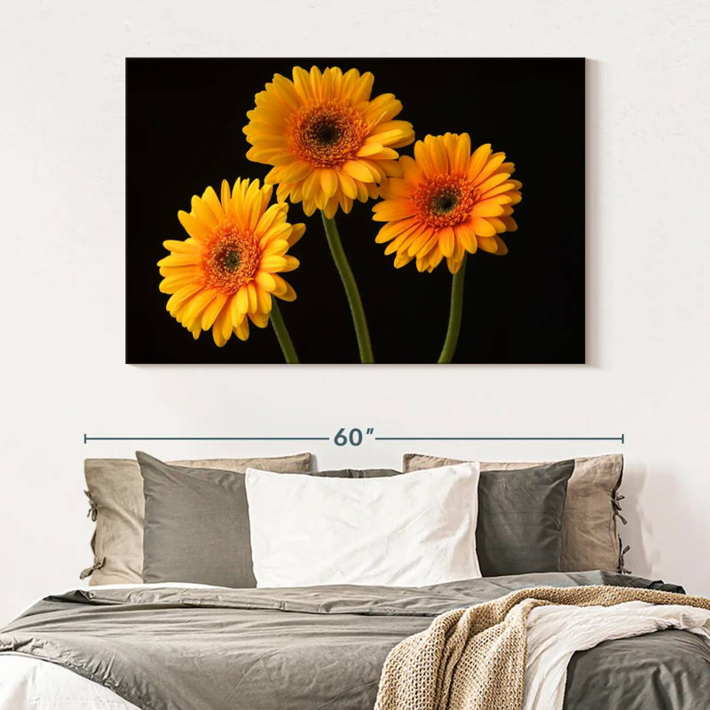 Trois marguerites Harnek sur fond sombre, H 34 po x l 51 po