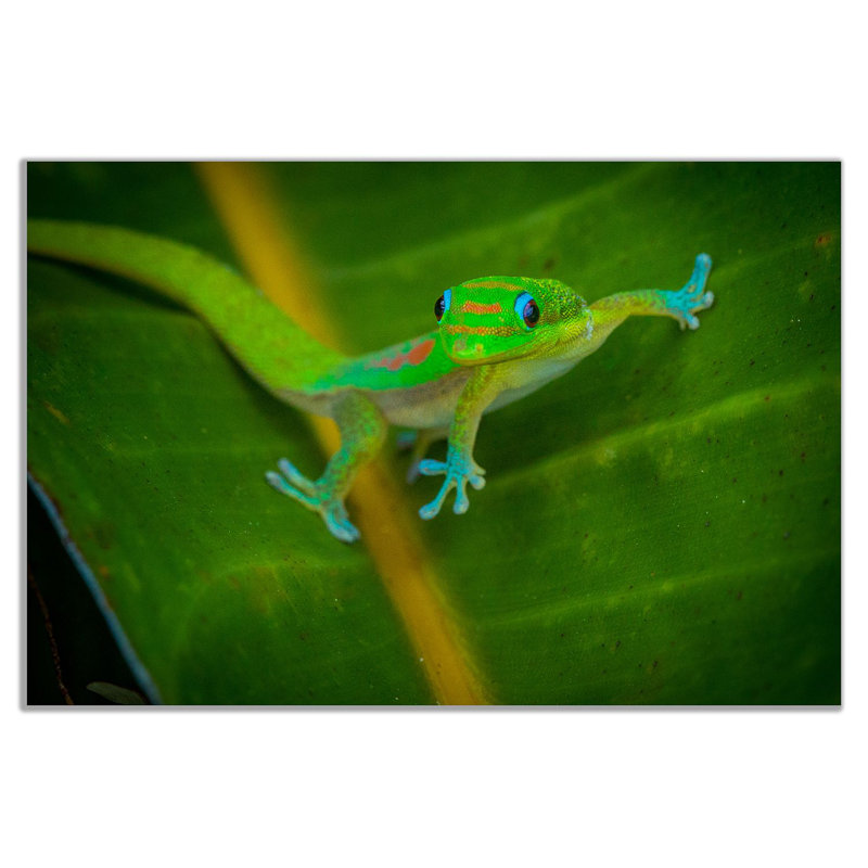 Gecko - Wrapped Canvas Print, 61cm H x 91cm W