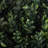 Primrue Set of Two Hedyotis Artificial Trees