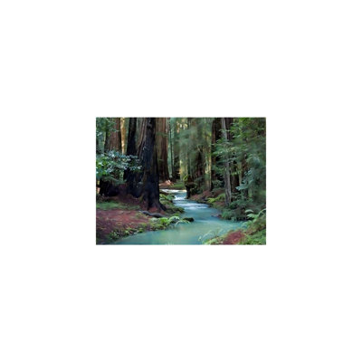 «Redwood Forest», art mural sur toile sans cadre 24 po x 18 po