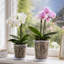 Decorative Jar 1-1260566516-1260566519