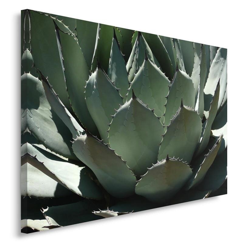 Leinwandbild Agave 3