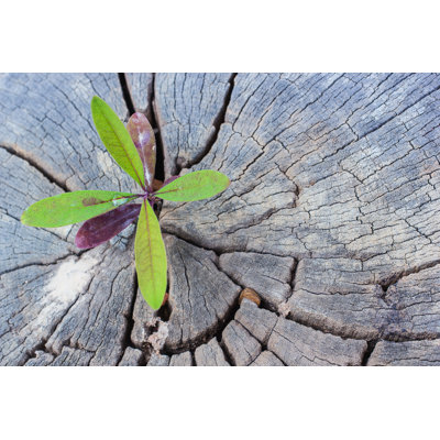 Sapling Growing by Doidam10 - Wrapped Canvas Print