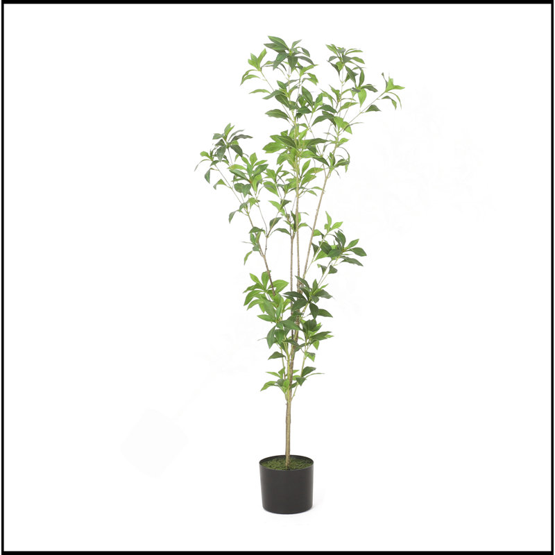 ARBRE À PIERIS 120CMTIFTIFS